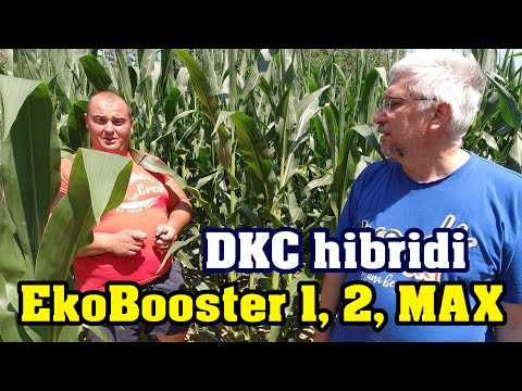 EkoBoosterMAX na kukuruzu Dekalb DKC 5031 , ratarstvo
