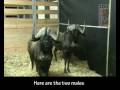 Newquay Zoo S Black Wildebeest Arrive