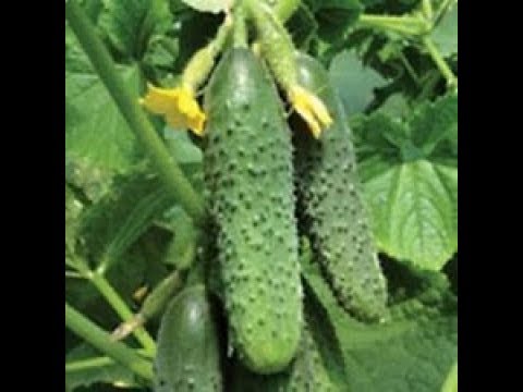 , title : 'Increase pickling cucumber production significantly'