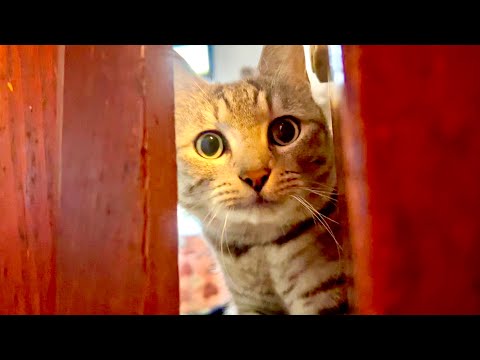 部屋を出禁になった猫がとんでもないことをし始めた