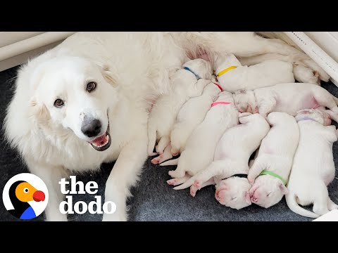 Couple Finds Out Their New Rescue Is Pregnant With Eight Puppies | The Dodo