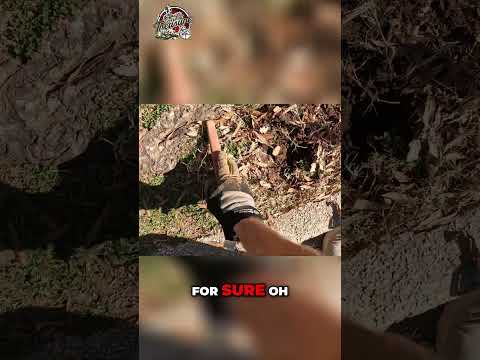 Metal Detecting Magic: Found a Silver Quarter at Roadside! #shorts #metaldetecting