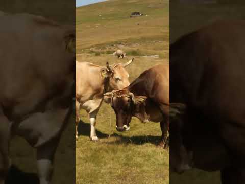 Munții Bucegi - Sinaia