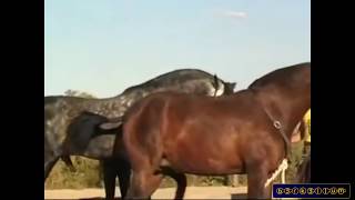 Horse mating - Animals mating and human - Horse mating 2015 Horse breeding
