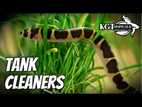 10 Best Fish Tank Cleaners!