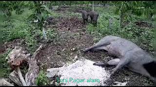 Download lagu Berburu ( pengendalian ) hama babi hutan poin 2 ekor mp3 Download lagu Berburu ( pengendalian ) hama babi hutan poin 2 ekor mp3