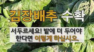 김장 배추 수확 서두르세요! 밭에 더 두어야 한다면 이렇게 하십시오. #김장배추 수확하기 # 김장 배추 보관…