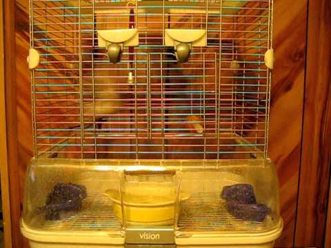 My canary  begins  to sing as his molting comes to an end