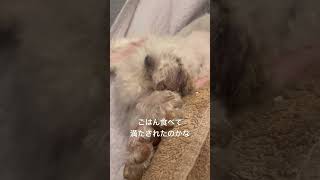 ねむる老犬 #シニア犬との暮らし #元繁殖犬 #老犬介護 #寝たきり #犬のいる生活 #犬の介護 #老犬 #ララちゃん #seniordog #shorts