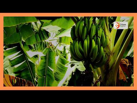 Smart Farm: Murang’a farmer turns to trench planting for plantains