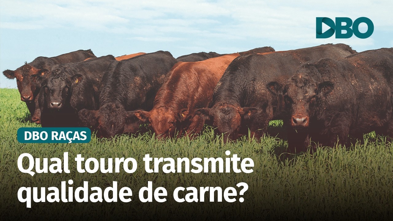 Angus desenvolve projeto para identificar os melhores touros para o cruzamento industrial