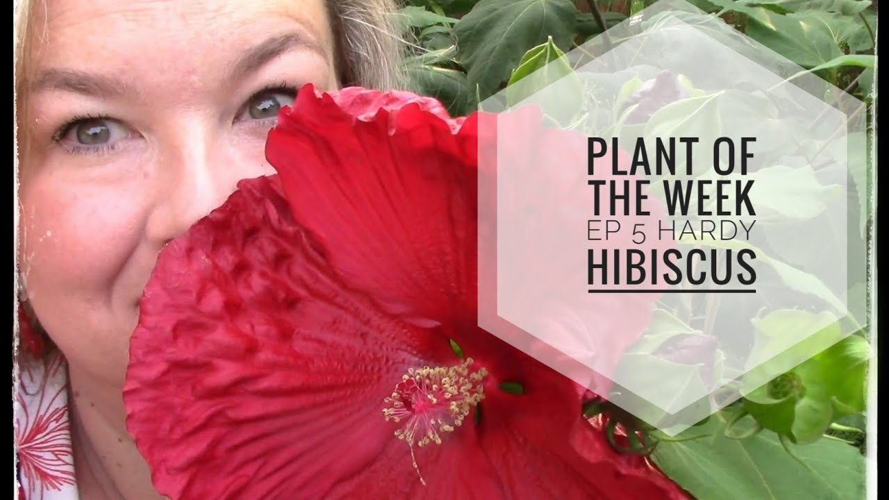 Plant of the Week - Ep 5 -- Hardy Hibiscus