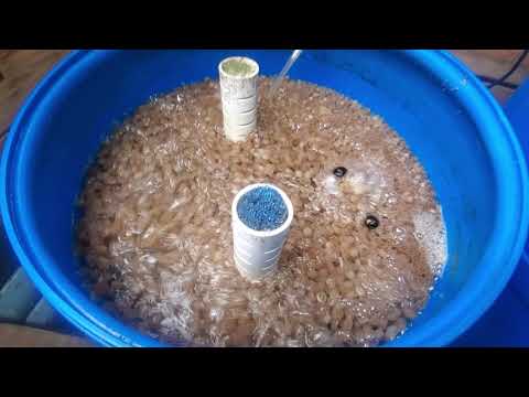 Pond barrel system explained