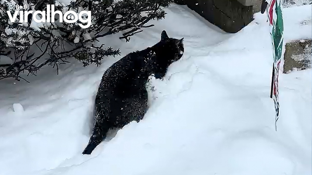 Cat Struggles Through Snow || ViralHog