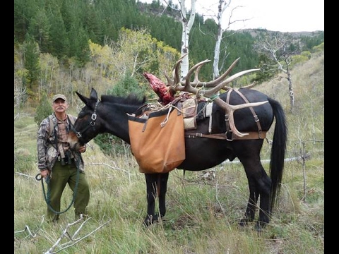 2017 Big Game Season Changes for Elk in Magic Valley