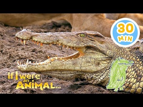 If I were a Crocodile | Chicky's Playhouse | Kids Cartoons Collection