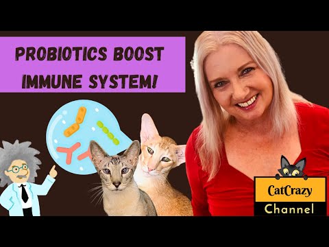 Do Probiotics Boost Your Cats Immune System and Help Them Stay Healthy?