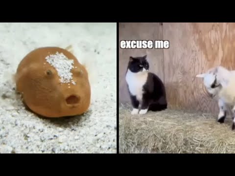 Best Animal Voiceovers - Ep. 22