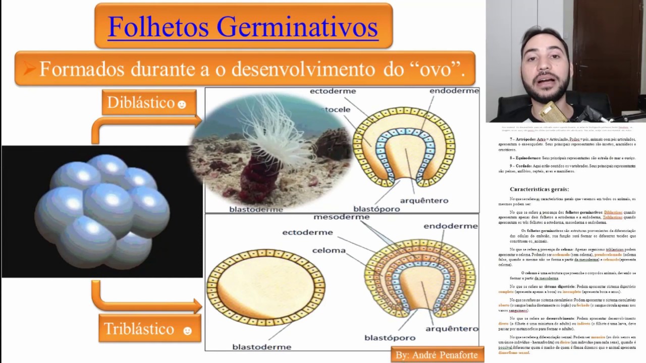 02 - Reino animal - Características Gerais - Folhetos Germinativos