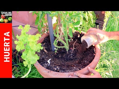Como fertilizar tomates y Receta de fertilizante casero más Flores y Frutos