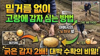  밑거름 없이 고랑에 감자 심기? 30년 농사꾼의 반전 노하우 공개! #감자심는방법 #감자농사 