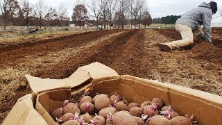 Planting Potatoes on 1/2 acre