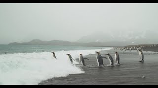 Responsible Travel: Protecting Ocean Health with Planeterra