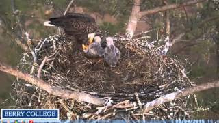 berry eagles march 4   002