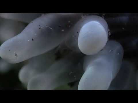 Cnidarians - Anemones Fight