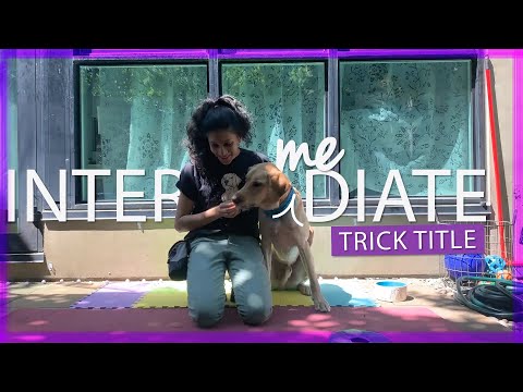 24 Dog Tricks by Jericho - Intermediate Trick title video