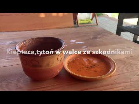 POPIELNICZKA Z DONICZKI . TYTOŃ W OGRODZIE 🚬przeciwko szkodnikom , kieptaca, tobacco vs pests