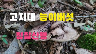 능이버섯 송이버섯 정찰산행 다녀왔습니다  2024년 9월 6일