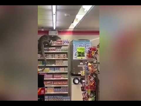 Dragão-de-komodo invade mercado na Tailândia e assusta clientes