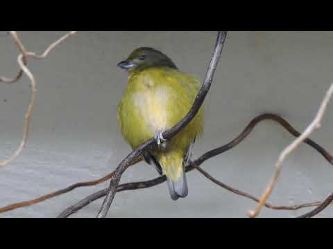Thick-billed Euphonia ♀