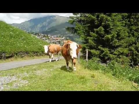 Our Swiss bovine friends