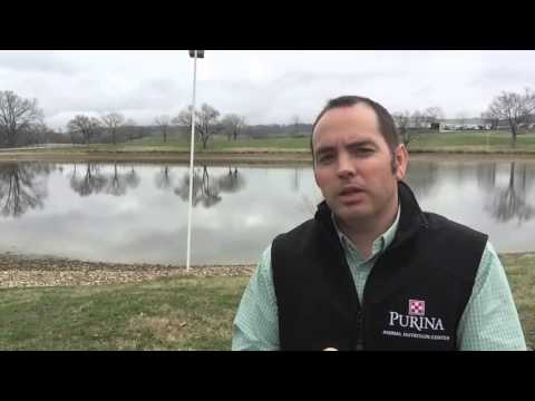 What do ducks eat? Feeding ducks, turkeys, guinea hens and game birds