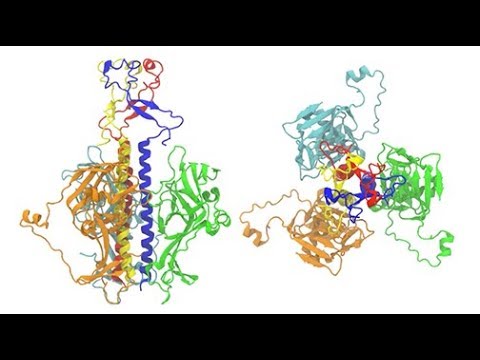 Mapping the body’s battle with Ebola and Zika