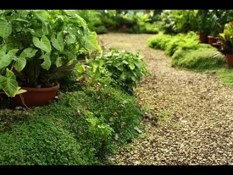 Zobacz filmy, Szpadelek Krzysztof Piotrowski, Szczecin