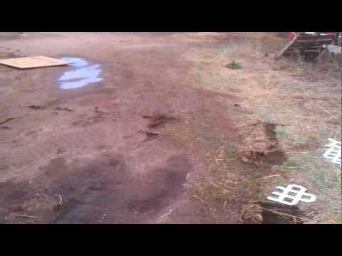 800 lb goat hut migrated by storm 4-11-2012