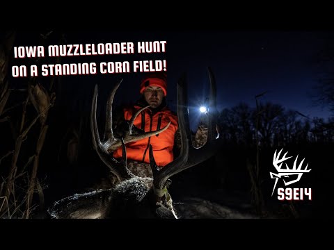 IOWA Muzzleloader Deer Hunt On A Standing Corn Field