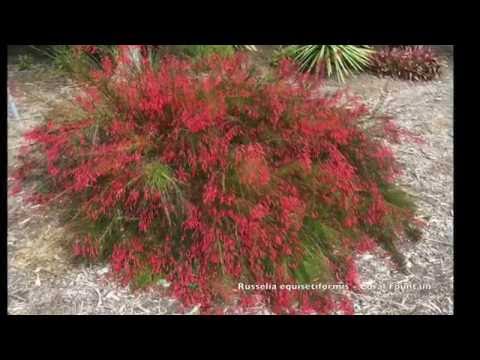 Russelia equisetiformis - Coral Fountain, Firecracker Plant