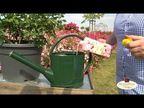 Rosen richtig wässern und düngen