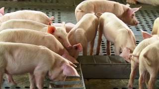 Download lagu DUNIA BINATANG - AKU HIDUP DI BALI (19/7/17) 3-1 mp3 Download lagu DUNIA BINATANG - AKU HIDUP DI BALI (19/7/17) 3-1 mp3