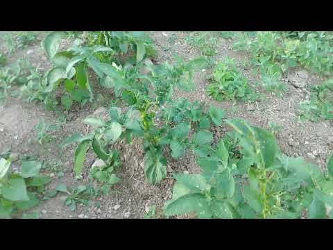 Potato Beetle's Vs. Liquid Sevin