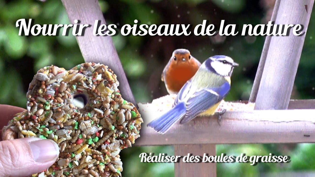 Fabriquer des boules de graisse pour les oiseaux de la nature . tuto✔