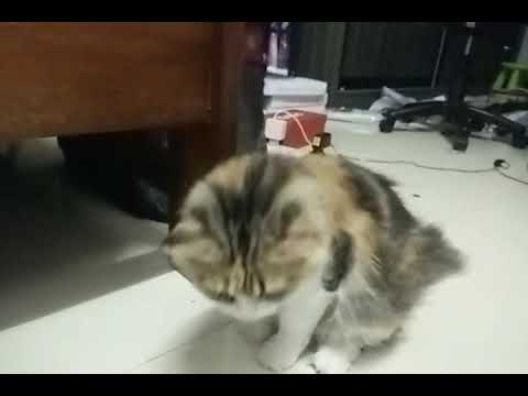 THE CUTE PARSIAN CAT IN THE WORLD