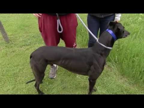 About Dorotas Wildcat