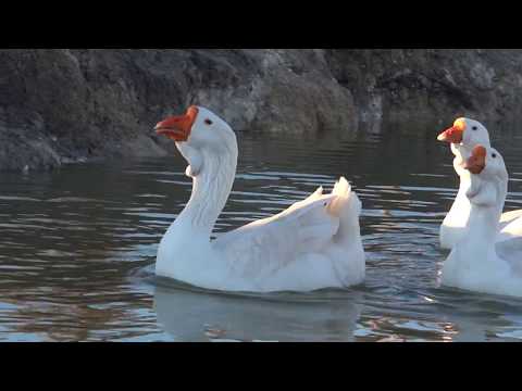 Video 6.Family number 9, RUSLAN white with BOGDANA  white & OLYA  white