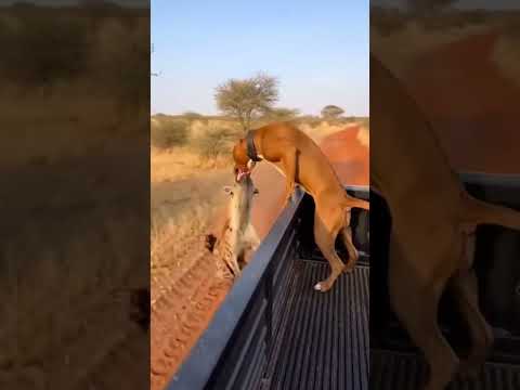 Pitbull Attacks Hyena Most Funny Moments #viralshorts​ #viralytshorts​ #shorts​ #animalshorts​ #ytsh