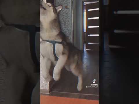 Breed's Dog Lovers in Tunisia  #husky #huskylove #dog #huskysiberian